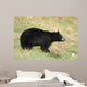 Black Bear Wall Mural