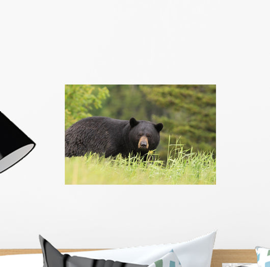 Large Male Black Bear Wall Mural