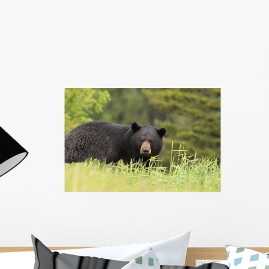 Large Male Black Bear Wall Mural
