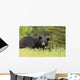 Large Male Black Bear Wall Mural