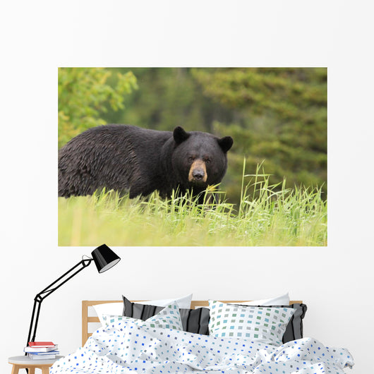 Large Male Black Bear Wall Mural