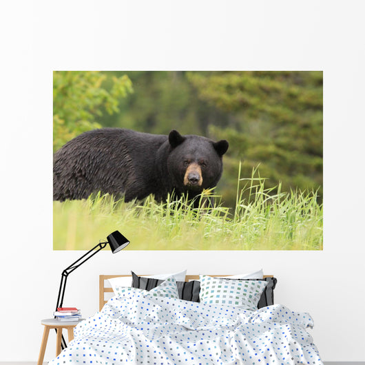 Large Male Black Bear Wall Mural