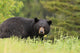 Large Male Black Bear Wall Mural