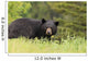 Large Male Black Bear Wall Mural