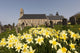 Yellow Daffodils In A Cemetery Beside A Church Wall Mural