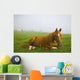 A Horse Sitting On The Grass In A Pasture Wall Mural