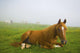 A Horse Sitting On The Grass In A Pasture Wall Mural
