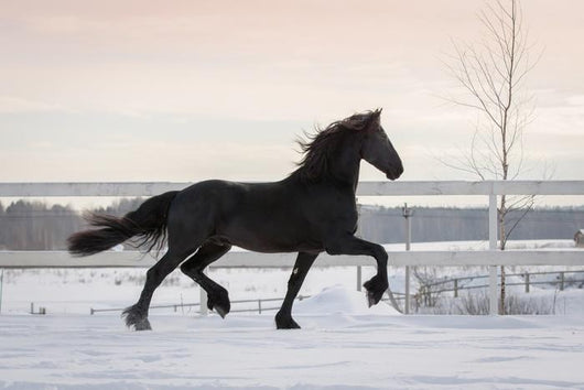 Black Horse Winter Wall Decal