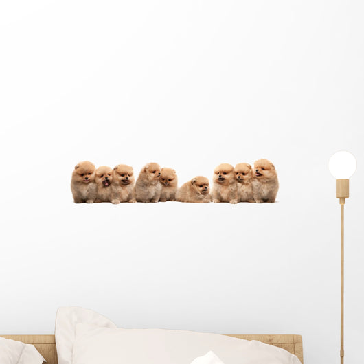 Nine Pomeranian Spitz Puppy