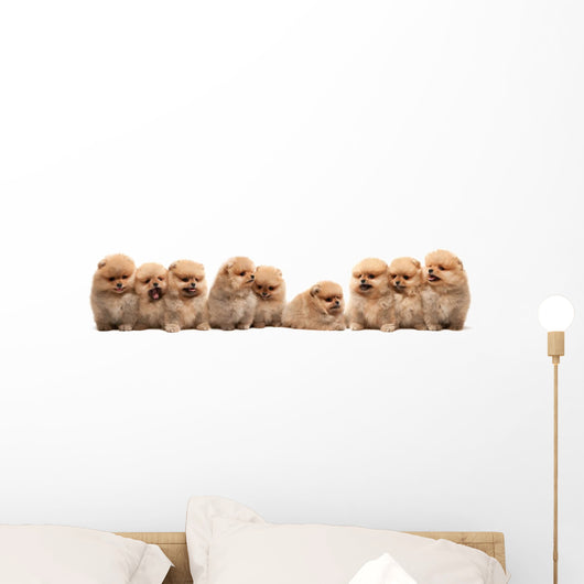 Nine Pomeranian Spitz Puppy