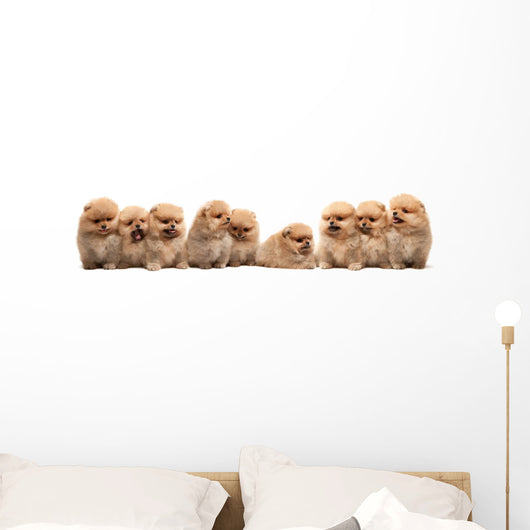 Nine Pomeranian Spitz Puppy