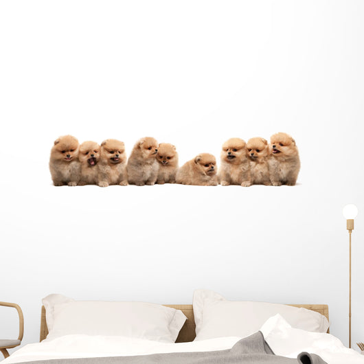 Nine Pomeranian Spitz Puppy