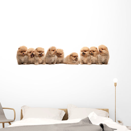 Nine Pomeranian Spitz Puppy