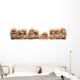 Nine Pomeranian Spitz Puppy