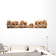 Nine Pomeranian Spitz Puppy