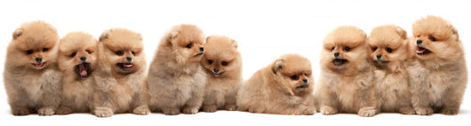 Nine Pomeranian Spitz Puppy