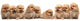 Nine Pomeranian Spitz Puppy