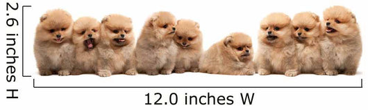 Nine Pomeranian Spitz Puppy