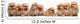 Nine Pomeranian Spitz Puppy