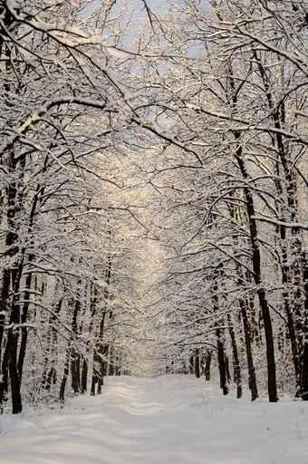 Winter Landscape Forest Wall Decal