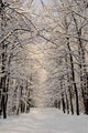 Winter Landscape Forest Wall Decal