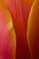 Extreme Close-Up Of Colorful Tulip Petals Wall Mural