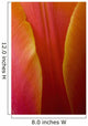 Extreme Close-Up Of Colorful Tulip Petals Wall Mural