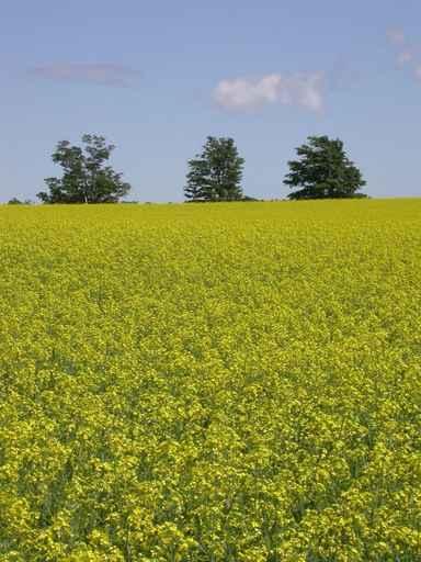 Field Mustard Wall Decal