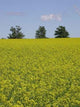 Field Mustard Wall Decal