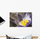 An Opened Prairie Crocus Wall Mural