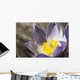 An Opened Prairie Crocus Wall Mural