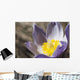 An Opened Prairie Crocus Wall Mural