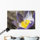 An Opened Prairie Crocus Wall Mural