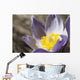 An Opened Prairie Crocus Wall Mural