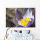 An Opened Prairie Crocus Wall Mural
