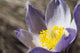 An Opened Prairie Crocus Wall Mural