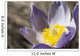An Opened Prairie Crocus Wall Mural