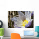 An Opened Prairie Crocus With Water Droplets Wall Mural