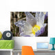 An Opened Prairie Crocus With Water Droplets Wall Mural