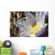 An Opened Prairie Crocus With Water Droplets Wall Mural