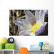 An Opened Prairie Crocus With Water Droplets Wall Mural