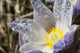 An Opened Prairie Crocus With Water Droplets Wall Mural
