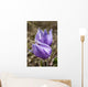 Two Prairie Crocuses With Water Droplets Wall Mural