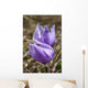 Two Prairie Crocuses With Water Droplets Wall Mural