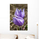 Two Prairie Crocuses With Water Droplets Wall Mural