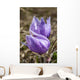 Two Prairie Crocuses With Water Droplets Wall Mural