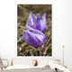 Two Prairie Crocuses With Water Droplets Wall Mural