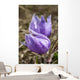 Two Prairie Crocuses With Water Droplets Wall Mural