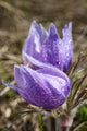 Two Prairie Crocuses With Water Droplets Wall Mural