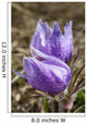 Two Prairie Crocuses With Water Droplets Wall Mural